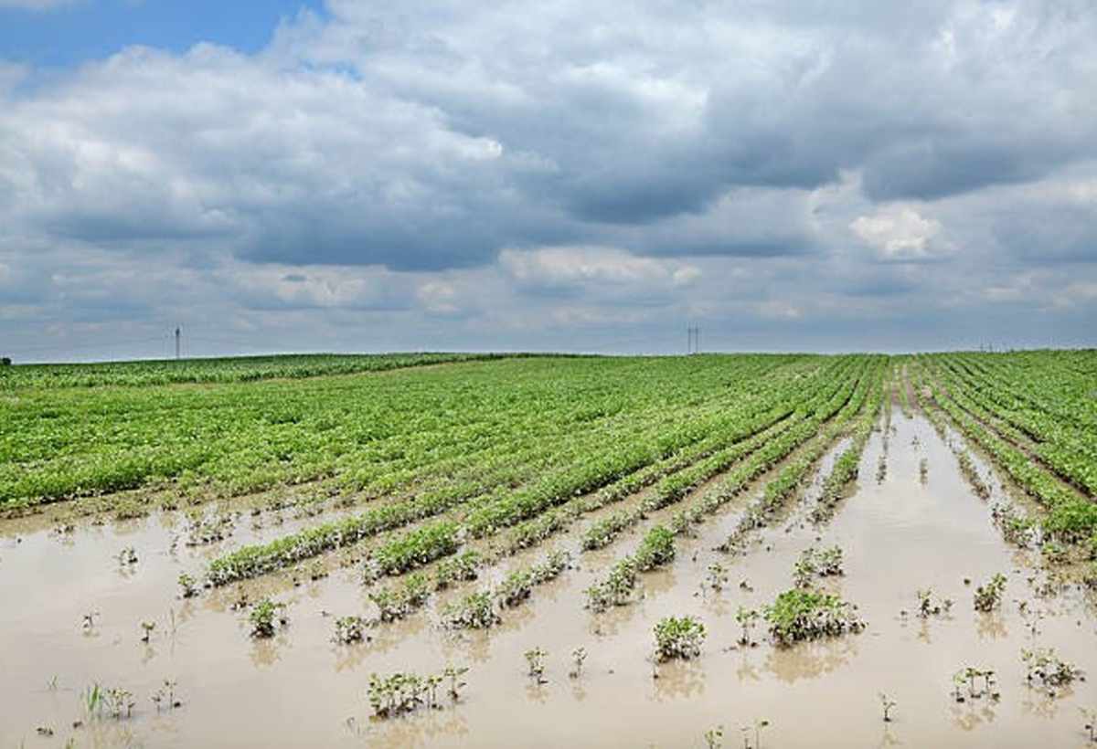 Sobre la situación del Sector Agrario e Infraestructuras del Bajo Guadalquivir
