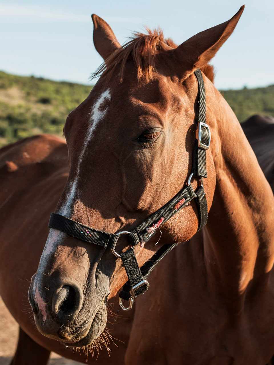 comarca del bajo guadalquivir caballos 5746a041 adelquivir