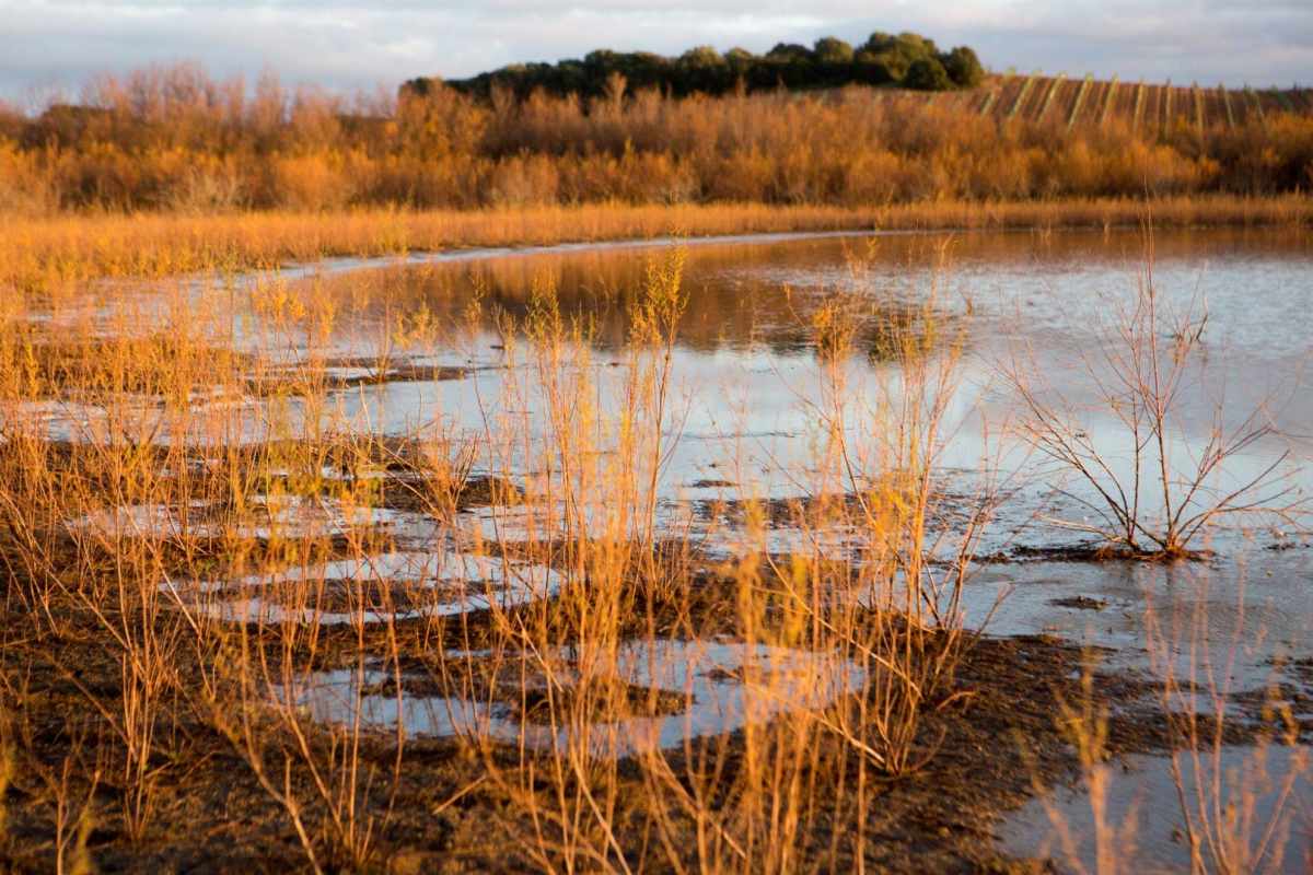 laguna de la cigarrera lebrija sevilla c1dcfc6a adelquivir
